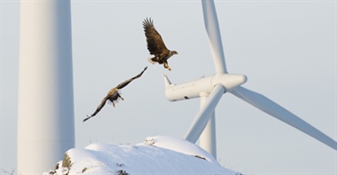 Kåret til Nordens beste foto av truet natur